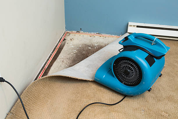 Best Mold removal after water damage  in Alameda, CA